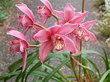 Orchid Cymbidium Pink 2 